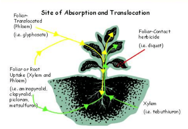 How can I improve the efficacy of herbicide sprays? – Dhanashree Agro